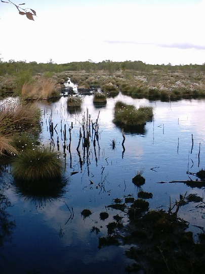 Thorne Moors: Thorne Moors